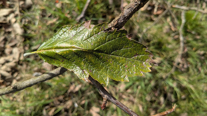 Une feuille dentelée d'un alisier blanc repose sur une fine branche sur fond d'herbe flou.