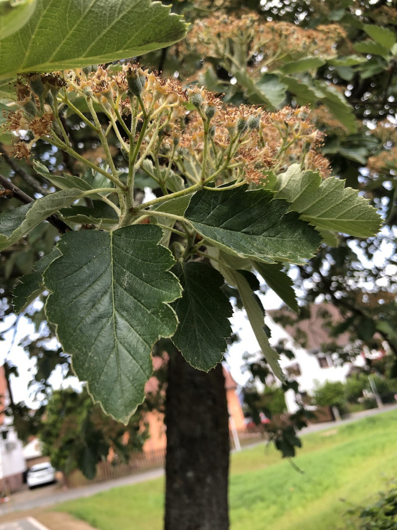 Faisceau blanc — Bild 2
