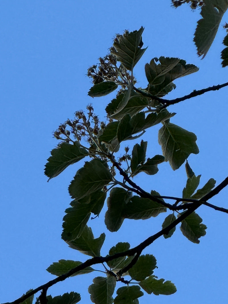On voit une branche d'alisier blanc avec des feuilles typiques et des grappes de fruits fanées sur fond de ciel bleu.