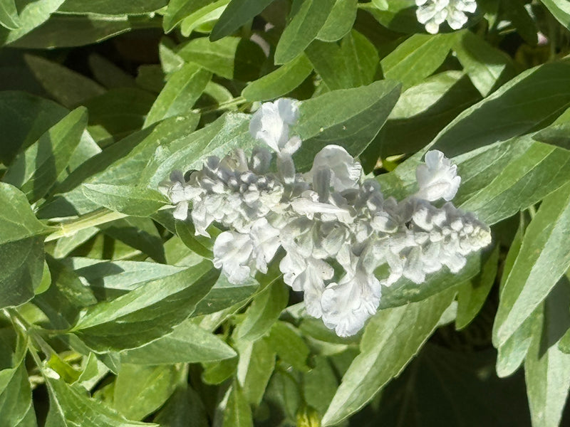 Un gros plan d'une sauge farineuse à fleurs blanches entourée de ses feuilles vertes.
