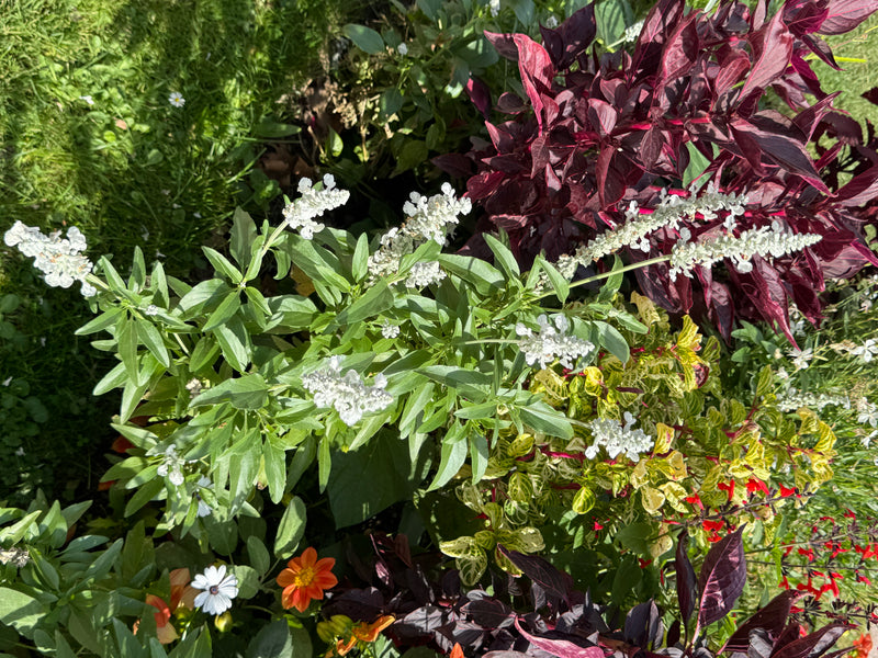 Une sauge farineuse en fleur avec des épis floraux blancs pousse au milieu d'un parterre ornemental coloré.