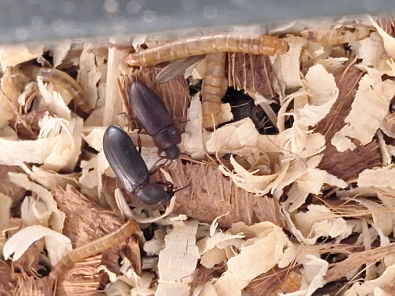 L'image montre plusieurs ténébrions meuniers et leurs larves sur des copeaux de bois clairs. Les insectes se déplacent sur le substrat.