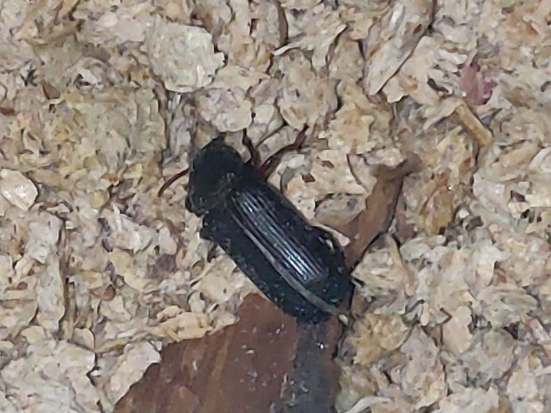 L'image montre un charançon de la farine posé sur un substrat clair. L'insecte est bien visible.