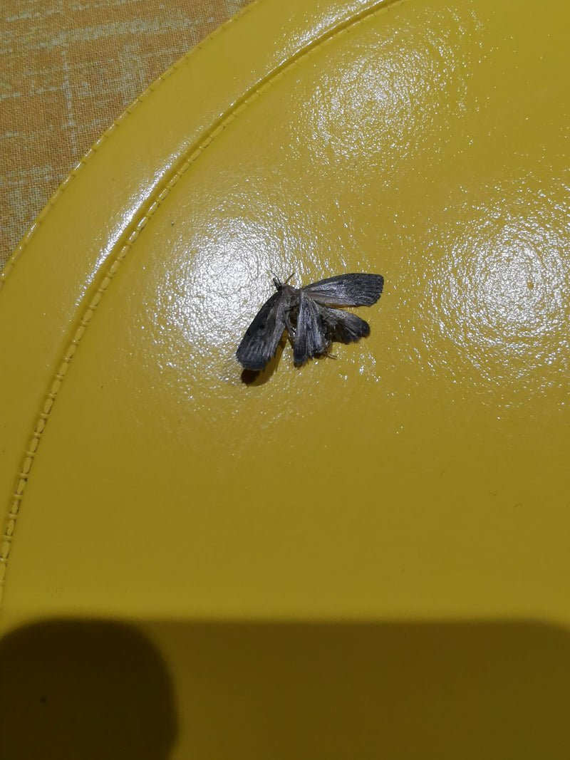 Papillon de la farine — Bild 1