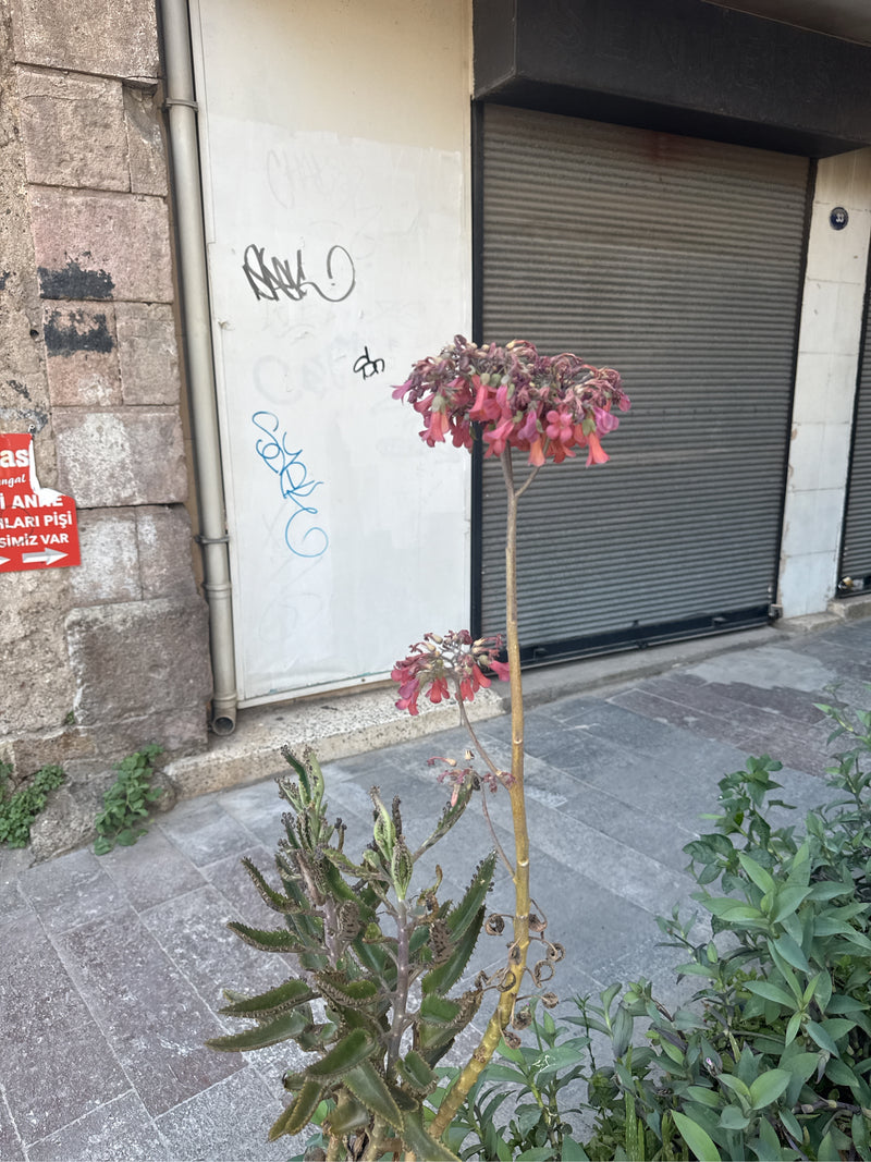 L'image montre un Kalanchoe de Houghton en fleurs avec des feuilles succulentes devant un mur de maison. La plante s'élève vers le haut avec une longue tige ...