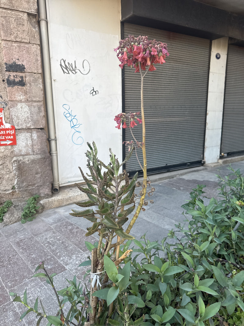 On aperçoit une Kalanchoe de Houghton dotée de feuilles caractéristiques et d'une longue inflorescence. La plante se trouve en milieu urbain devant un mur.