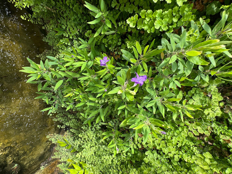 Une pétunia mexicaine aux fleurs violettes et aux feuilles vertes lancéolées pousse sur la rive d'un plan d'eau, entourée de fougères.
