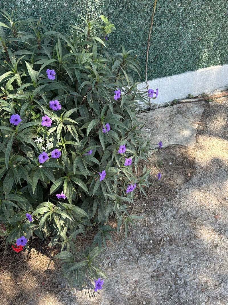 Pétunia mexicain — Bild 1