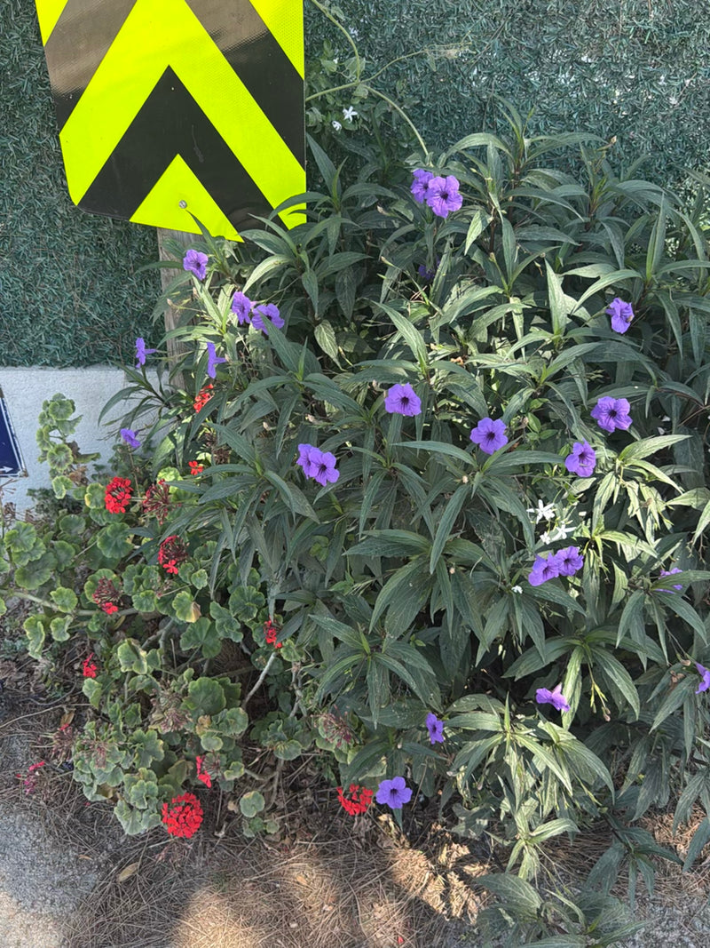 Pétunia mexicain — Bild 2