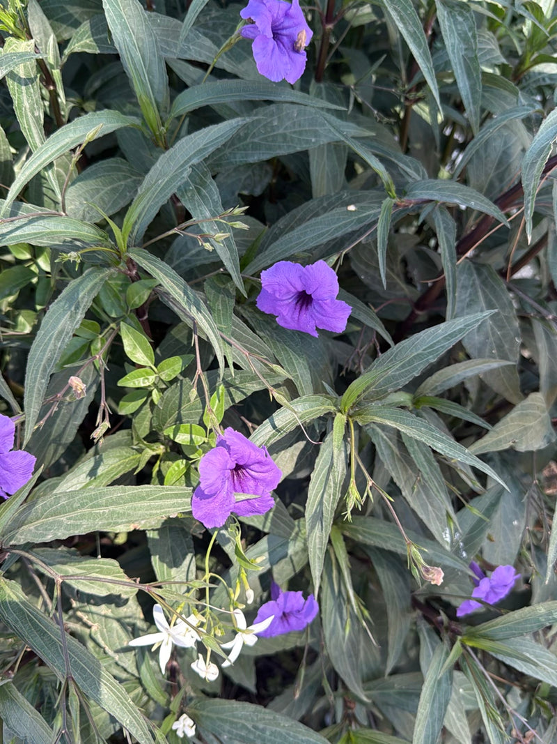 Pétunia mexicain — Bild 3