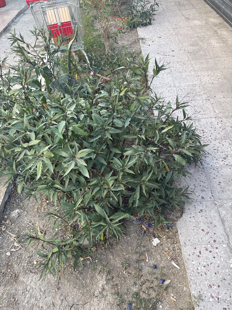 Pétunia mexicain — photo 5 sur 8