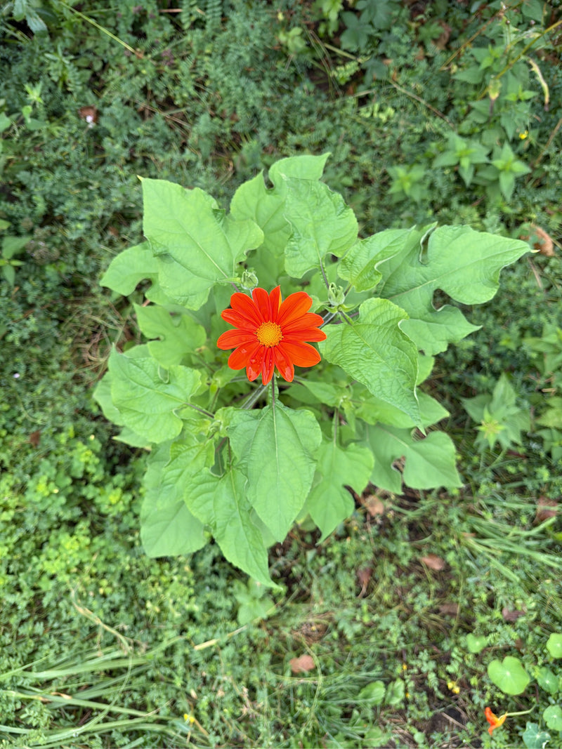 Tournesol mexicain — Bild 1