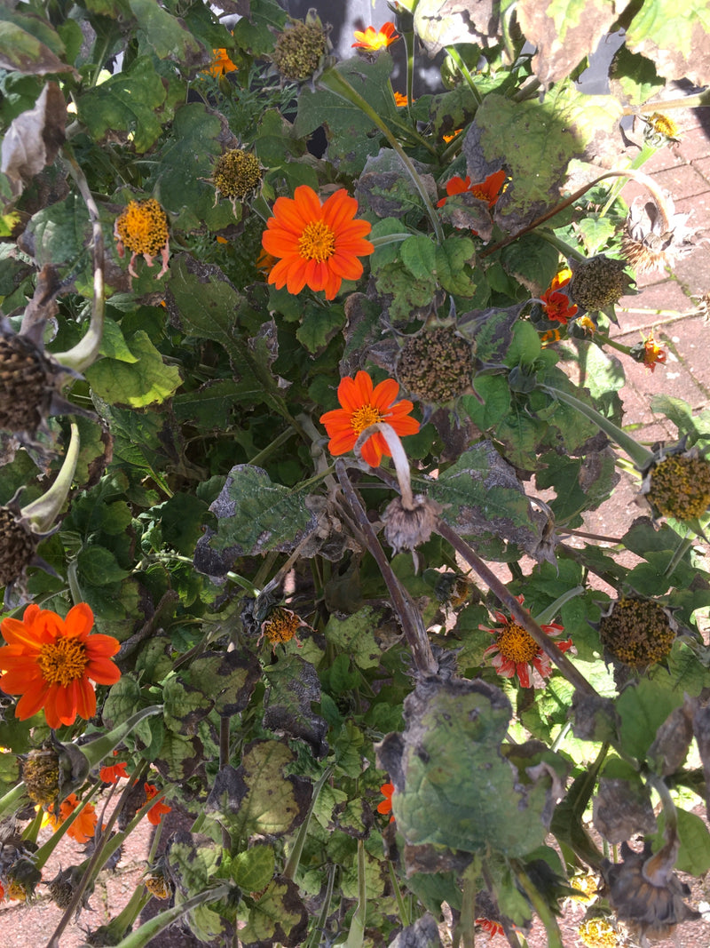 Un tournesol mexicain avec plusieurs fleurs orange vif et quelques capitules fanés vu du dessus.