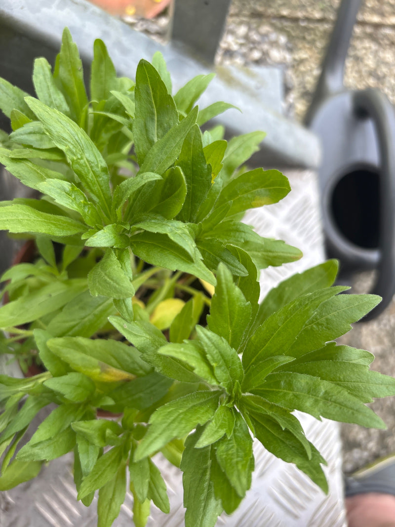 Estragon mexicain — Bild 1