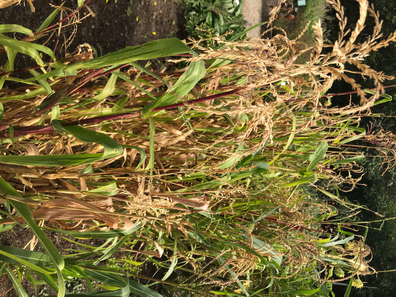 Mexikanischer Mais (Teosinte) — photo 1 sur 3