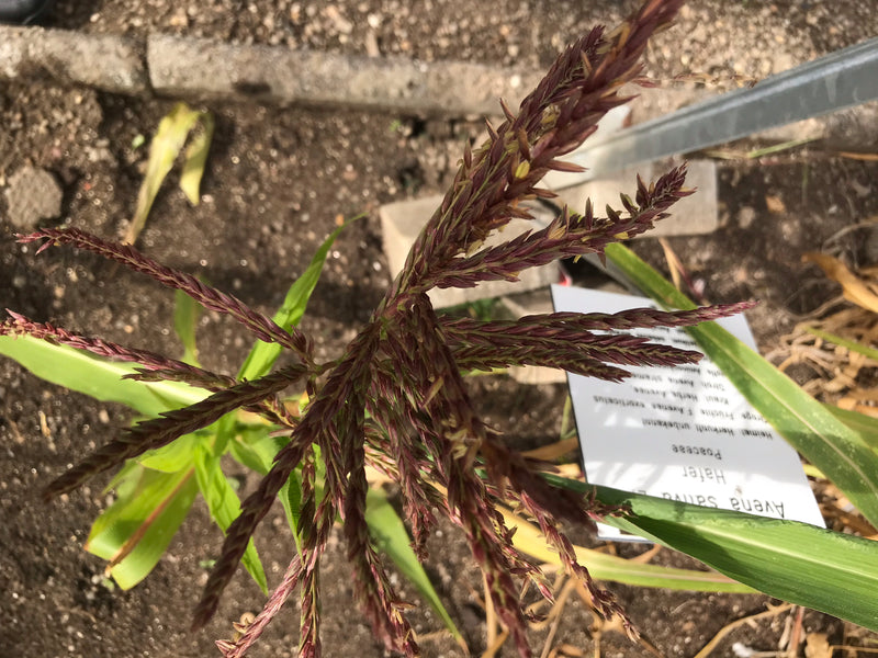 Mexikanischer Mais (Teosinte) — photo 3 sur 3
