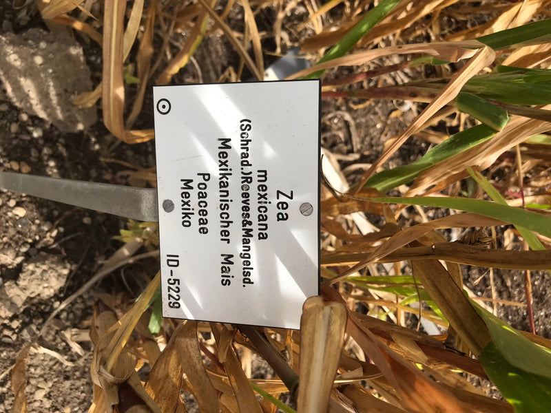 Mexikanischer Mais (Teosinte) — photo 2 sur 3