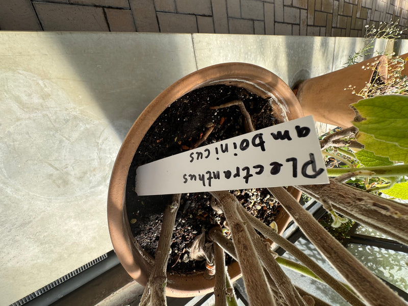 Les tiges épaisses et velues ainsi que les feuilles charnues d'un origan mexicain poussent dans un pot en terre cuite étiqueté.