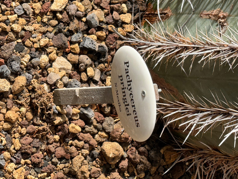 Mexikanischer Riesenkaktus — photo 1 sur 2