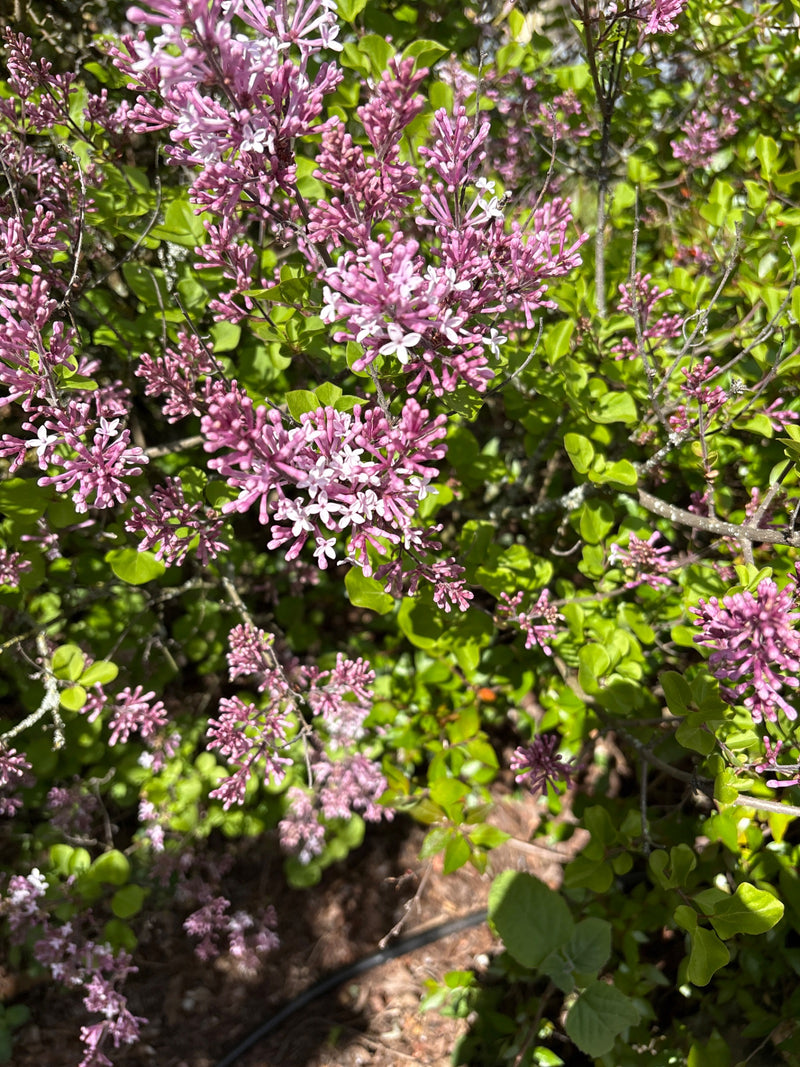 Lilas nain de Meyer — Bild 1