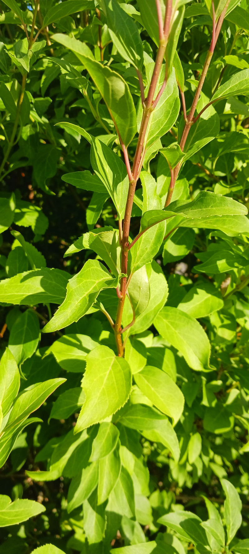 On aperçoit une jeune pousse verte de lilas de Meyer avec des feuilles disposées de manière opposée. La photo montre un gros plan du feuillage en plein soleil.