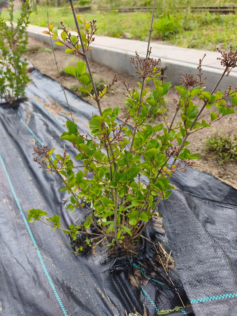 On y voit un jeune lilas de Meyer avec des feuilles vertes et des bourgeons, poussant dans un parterre sur un film de paillage noir.