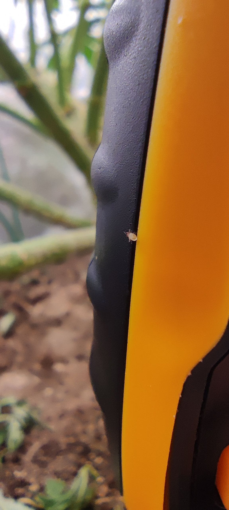 L'image montre un petit acarien posé sur une surface jaune et noire.