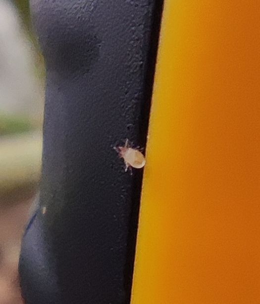 L'image montre un petit acarien posé sur une surface lisse noire et jaune.