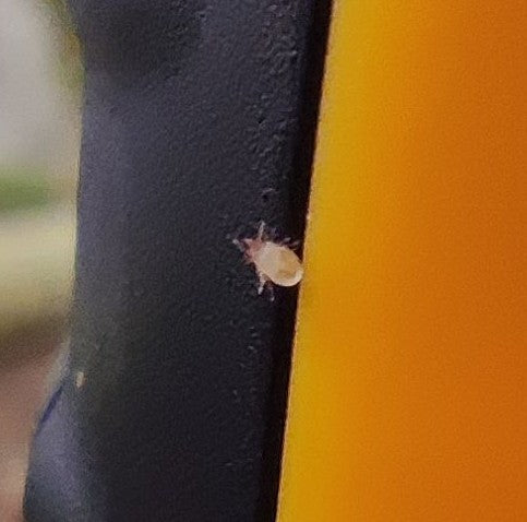 Un petit acarien rampe sur une surface marquante jaune et noire. L'animal est bien visible.