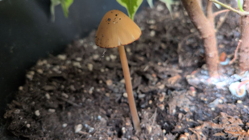 Champignon blanc laiteux — Bild 1