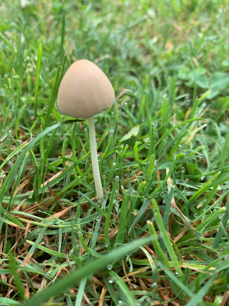 Champignon blanc laiteux — photo 3 sur 8