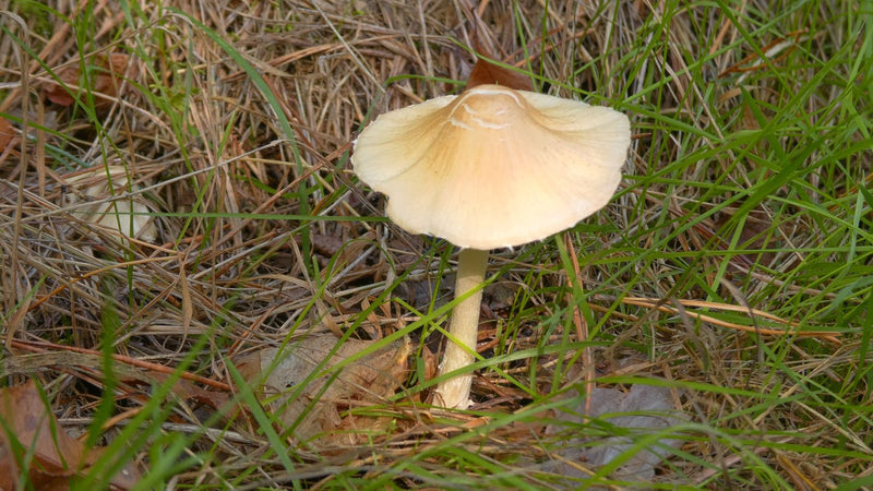 Champignon blanc laiteux — photo 5 sur 8