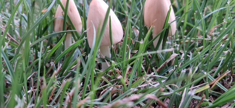 Champignon blanc laiteux — photo 4 sur 8