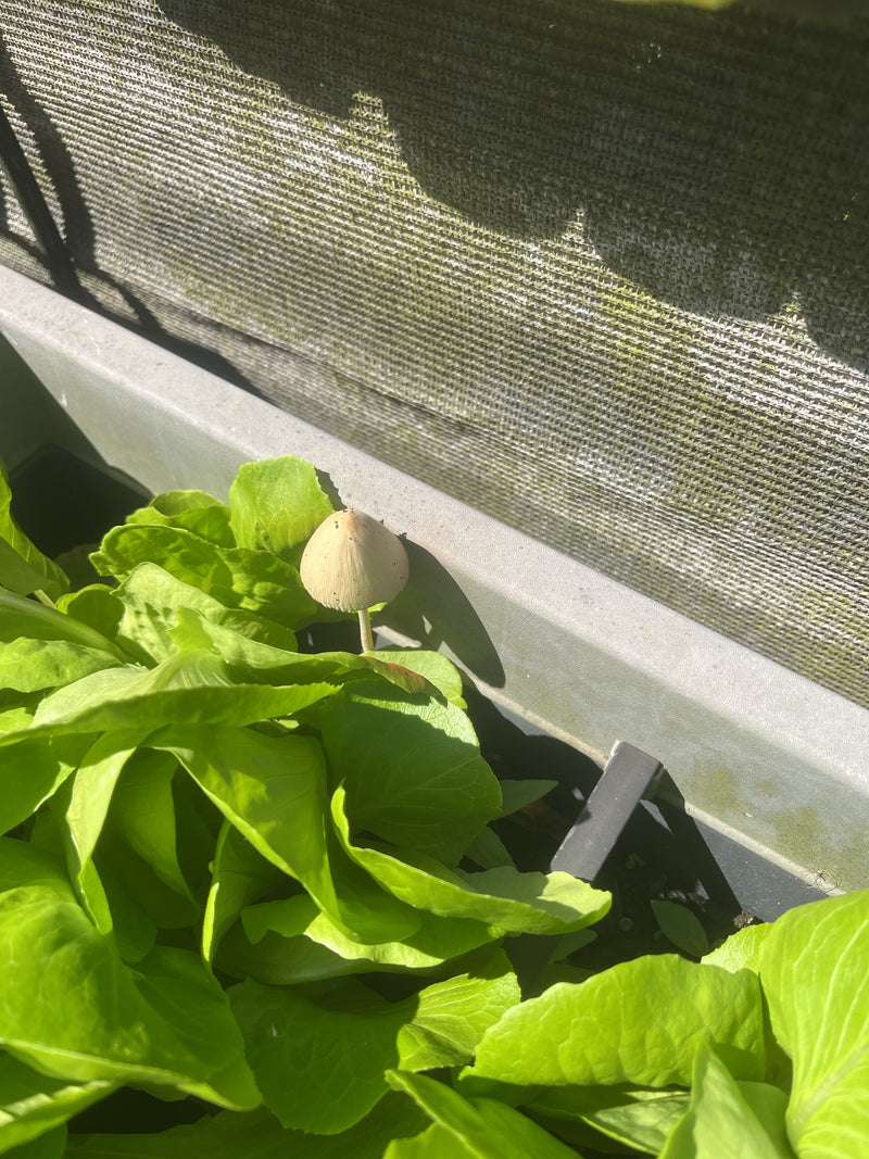 Champignon blanc laiteux — photo 2 sur 8