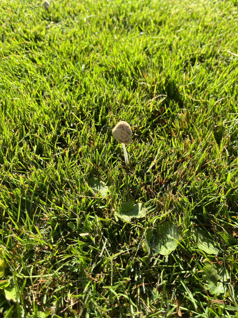 Champignon blanc laiteux — photo 1 sur 8
