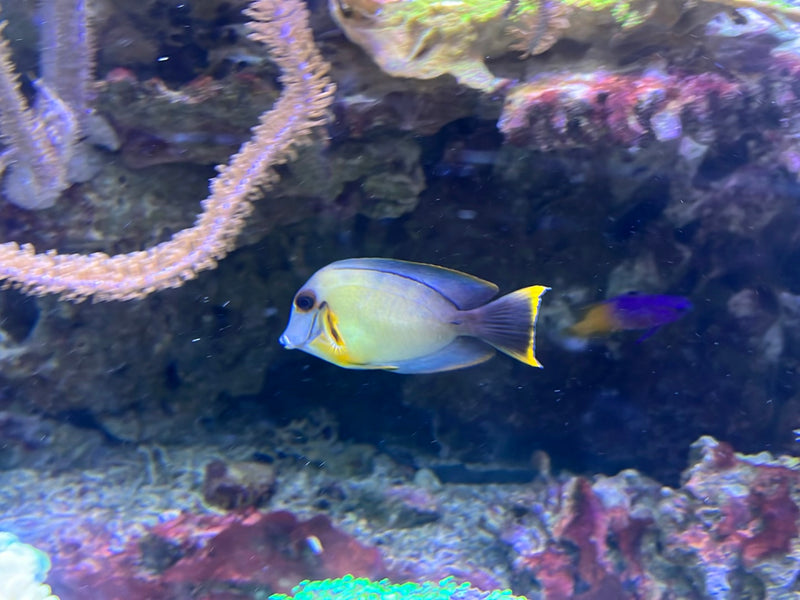 Mimik-Doktorfisch — photo 1 sur 1