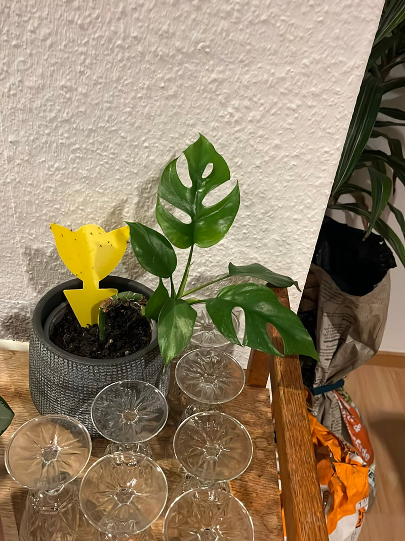 Mini-Monstre — Bild 1