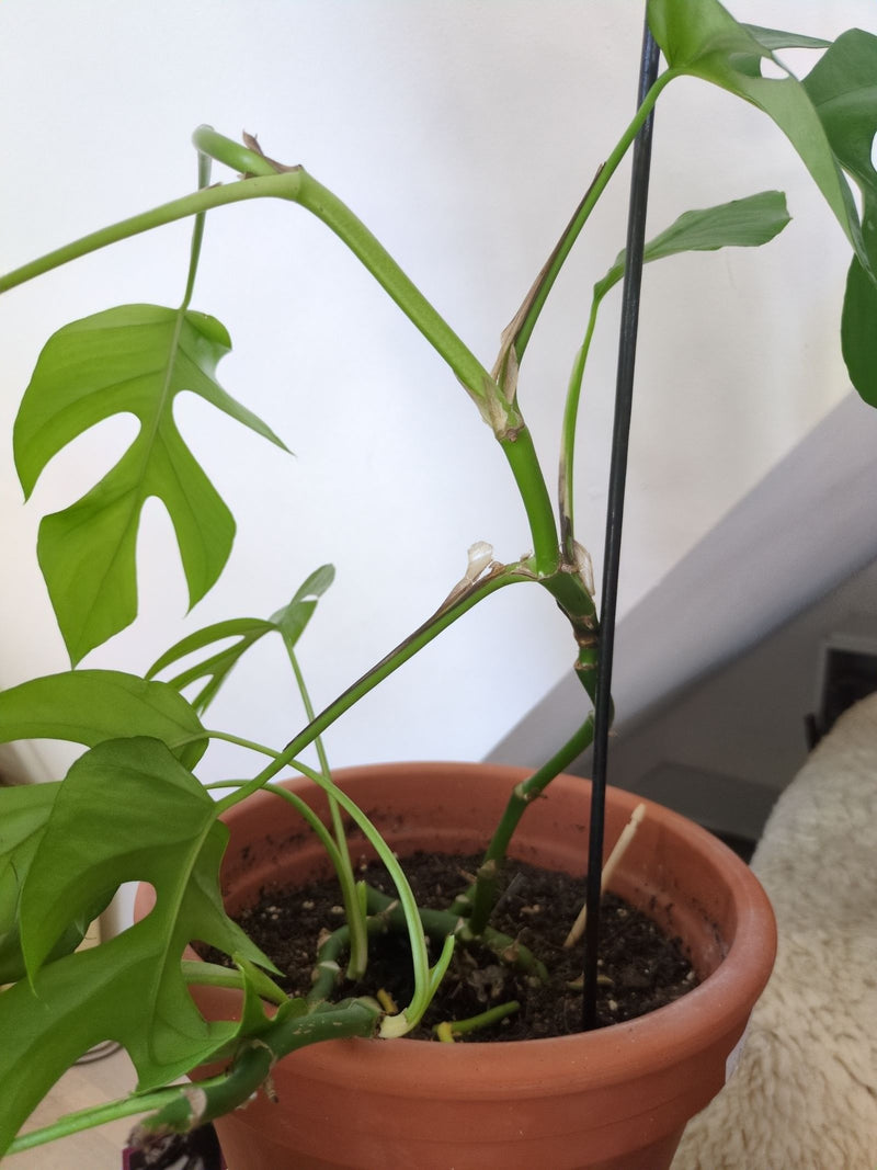 On y voit un Rhaphidophora tetrasperma avec des feuilles typiquement trouées dans un pot de fleurs. La plante grimpante pousse sur un tuteur à l'intérieur.