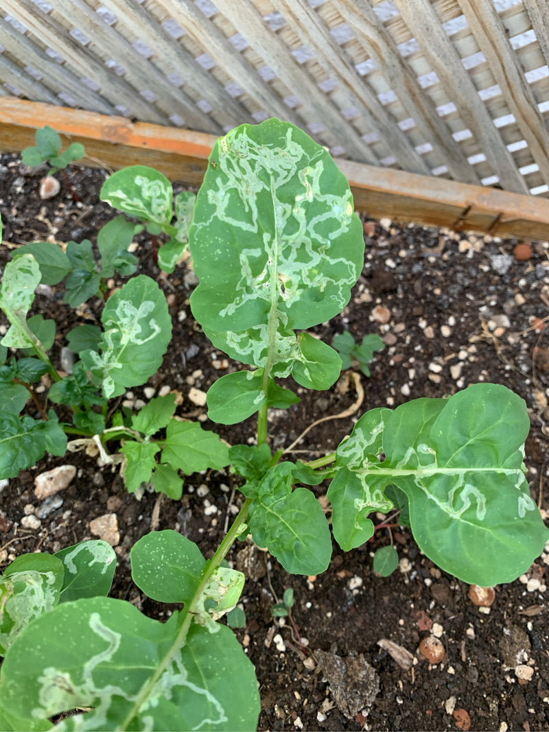 Mineuses de feuilles — Bild 1