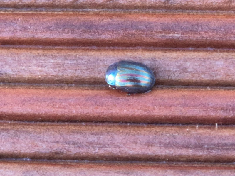 Coléoptère de la menthe — Bild 2
