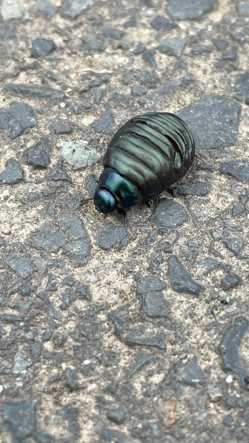 Coléoptère de la menthe (larve) — Bild 1
