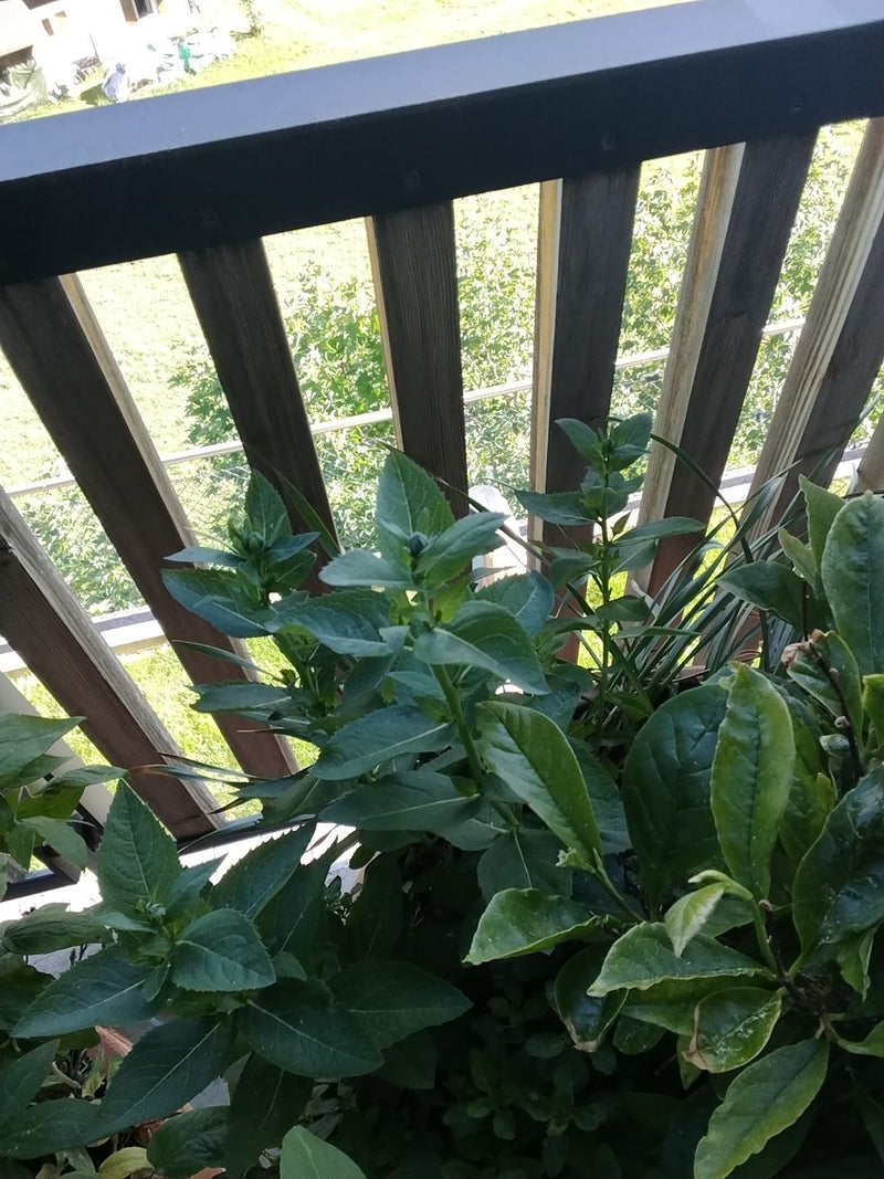 menthe — Bild 2