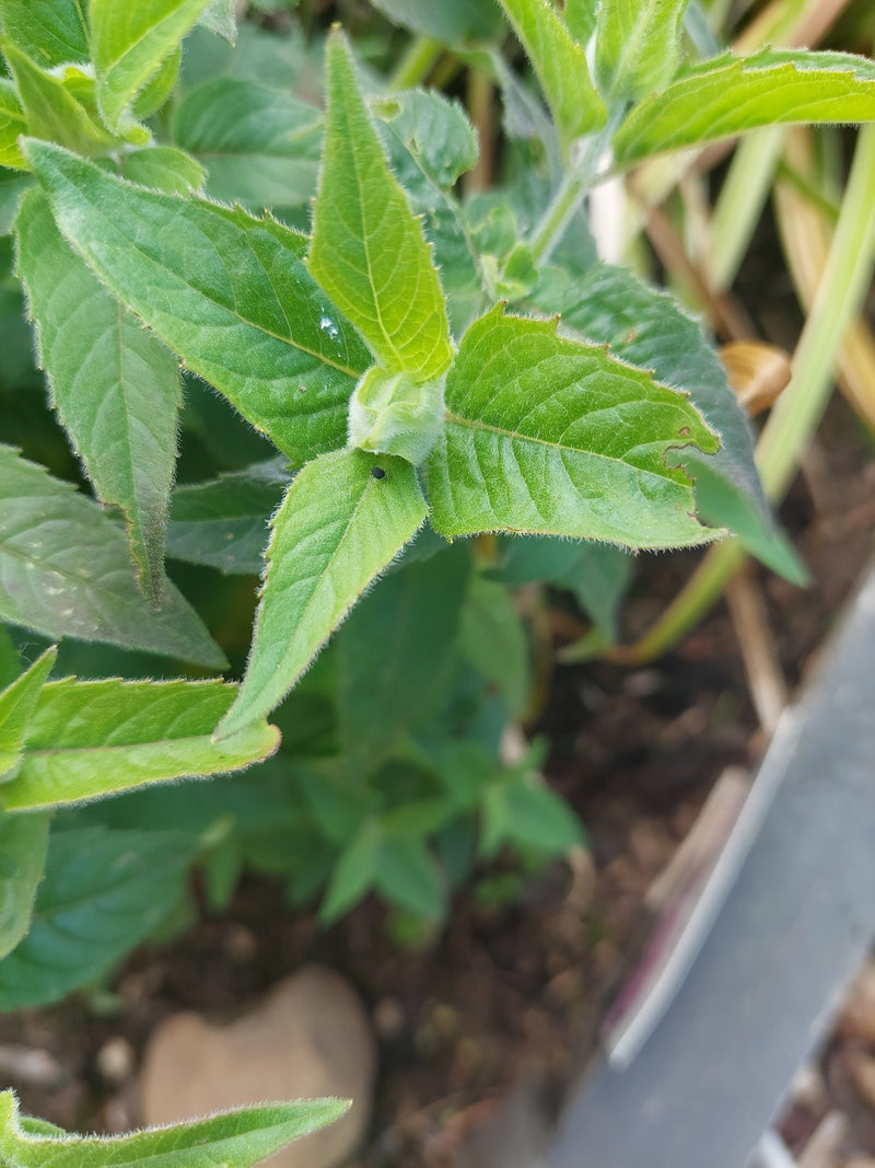 menthe — Bild 1