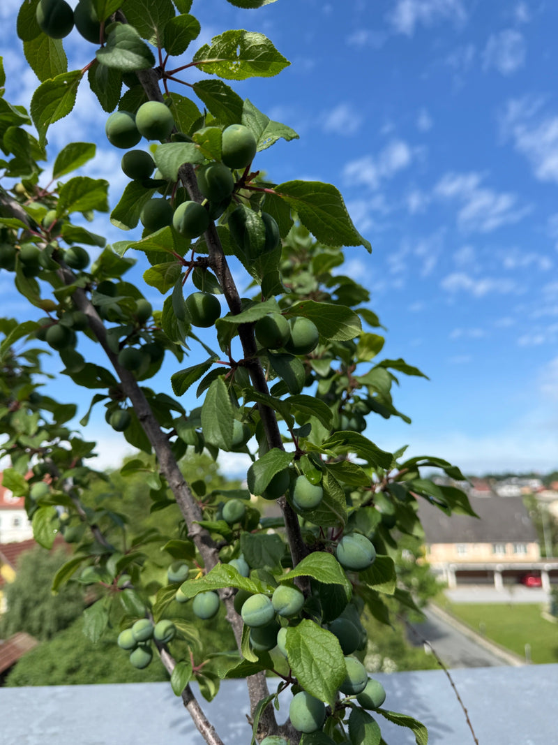 Mirabelle — Bild 1
