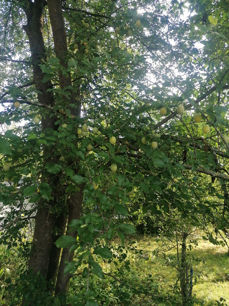 L'image montre une partie d'un prunier mirabellier avec un feuillage vert et des fruits en train de mûrir parmi les branches. L'arbre se trouve dans un envir...