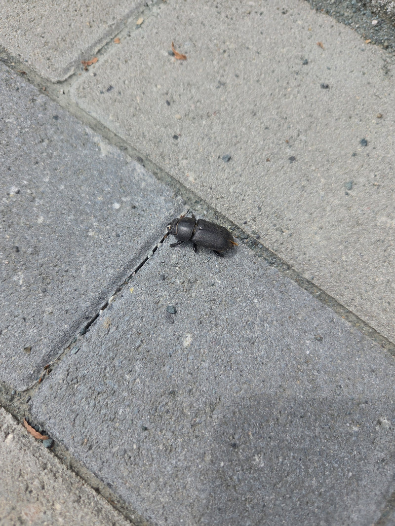 Bousier (Pentodon idiota) — Bild 1