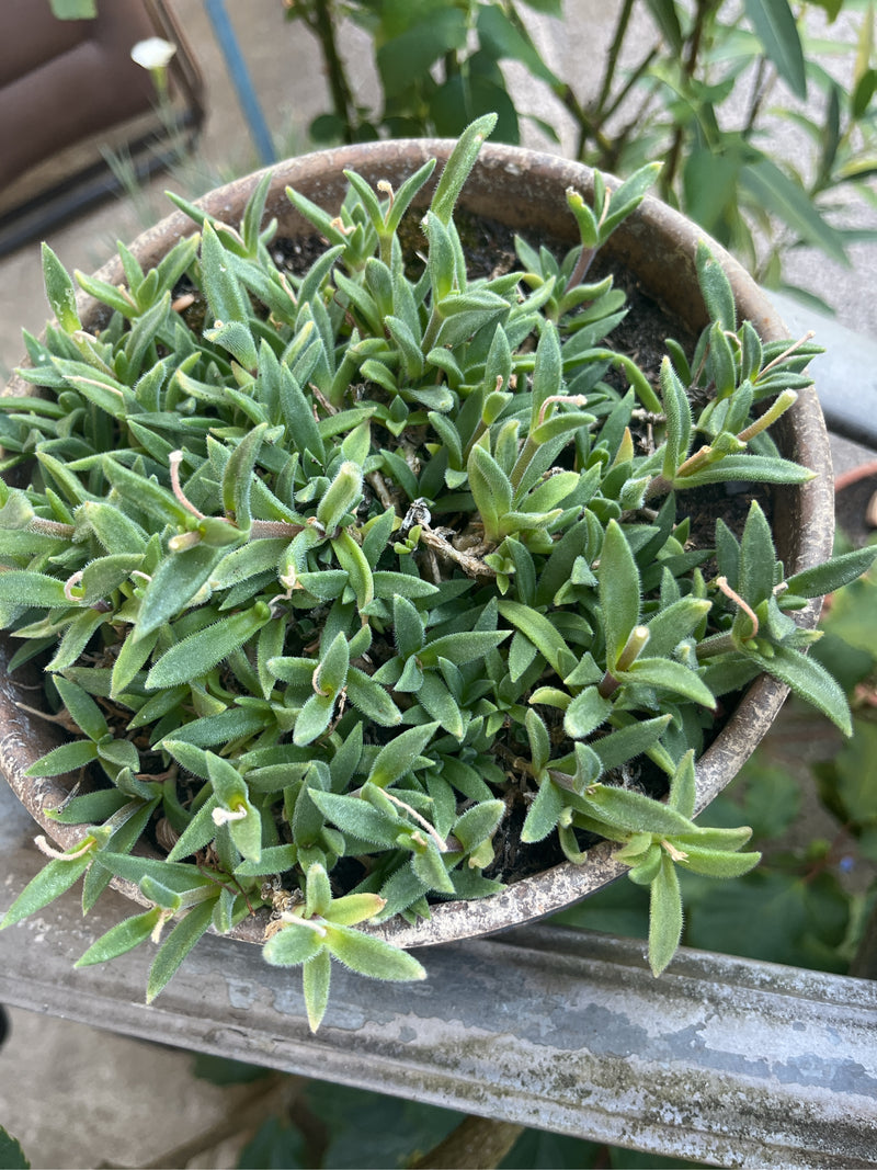 On peut voir une ficoïde verte poussant densément dans un pot de fleurs rond. Les feuilles charnues de la succulente remplissent complètement le récipient.