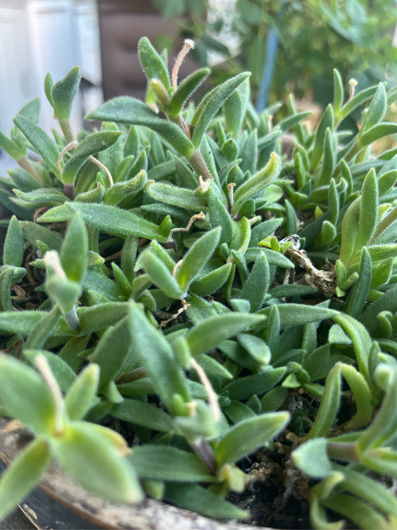 L'image montre un groupe dense de feuilles vertes et charnues d'une lampranthe (Lampranthus). La plante succulente est visible en gros plan.
