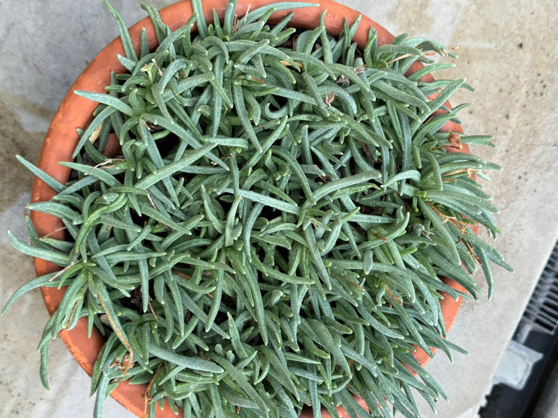 Une ficoïde dense aux nombreuses feuilles succulentes pousse dans un pot en terre cuite, vue de dessus.