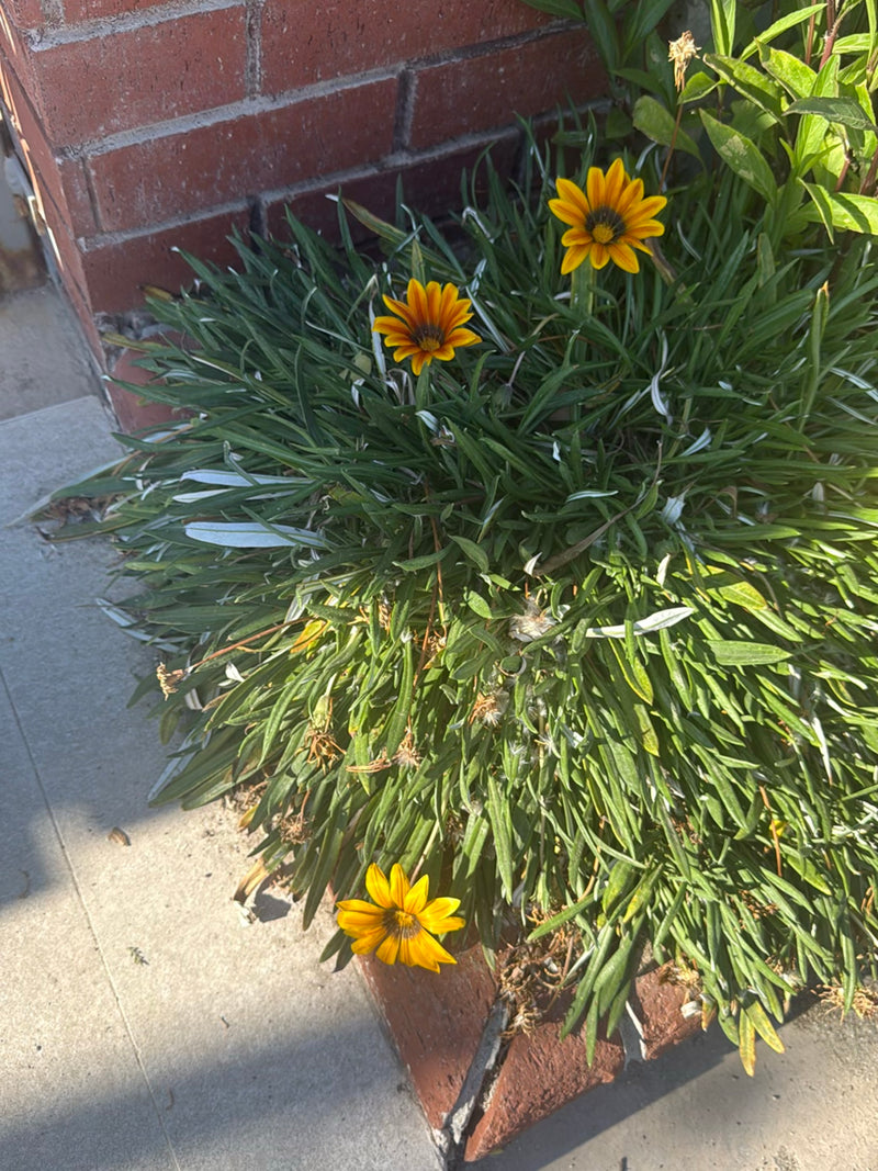 On aperçoit une plante touffue aux feuilles étroites et aux fleurs jaune-orange frappantes. Elle pousse dans un parterre devant un mur de briques rouges.